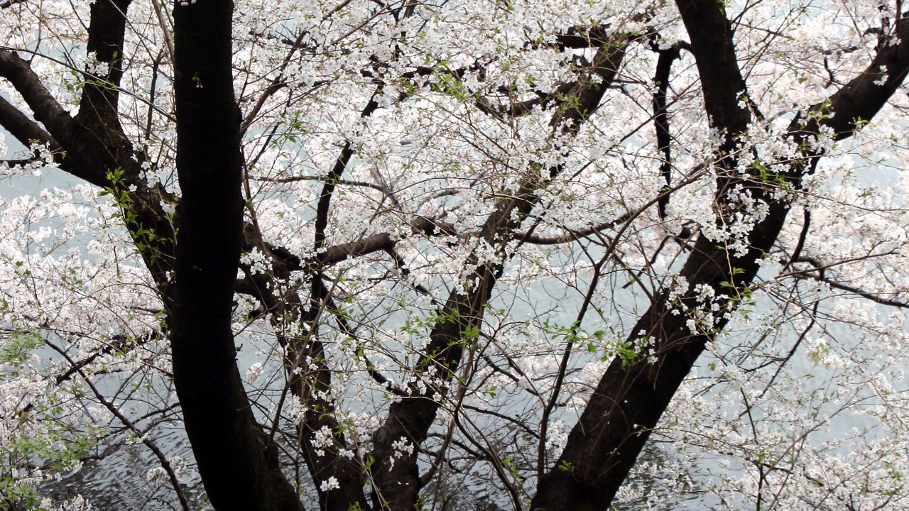 Wallpaper tree, flowers, bloom, spring, white