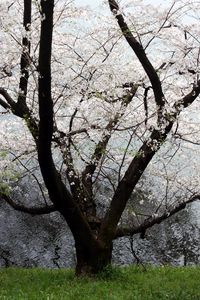 Preview wallpaper tree, flowers, bloom, spring, white