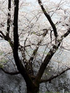 Preview wallpaper tree, flowers, bloom, spring, white