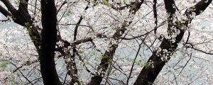 Preview wallpaper tree, flowers, bloom, spring, white
