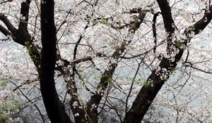 Preview wallpaper tree, flowers, bloom, spring, white