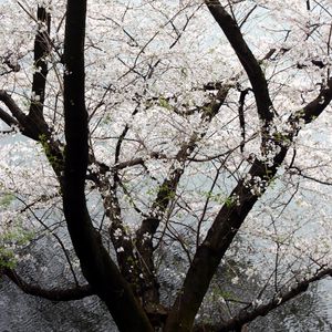 Preview wallpaper tree, flowers, bloom, spring, white