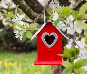 Preview wallpaper tree, flowers, branch, birdhouse