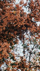 Preview wallpaper tree, flowers, branches, bloom, plant
