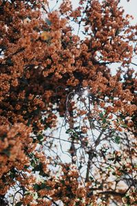 Preview wallpaper tree, flowers, branches, bloom, plant