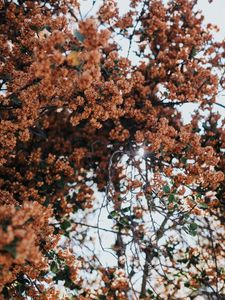 Preview wallpaper tree, flowers, branches, bloom, plant