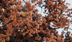 Preview wallpaper tree, flowers, branches, bloom, plant