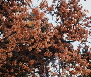 Preview wallpaper tree, flowers, branches, bloom, plant