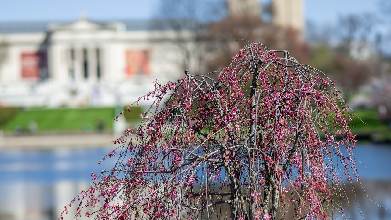 Wallpaper tree, flowers, pond