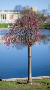 Preview wallpaper tree, flowers, pond