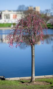 Preview wallpaper tree, flowers, pond