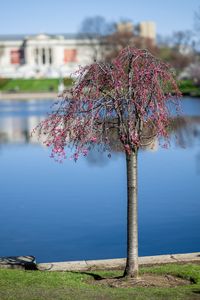 Preview wallpaper tree, flowers, pond