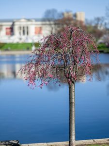 Preview wallpaper tree, flowers, pond