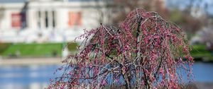 Preview wallpaper tree, flowers, pond