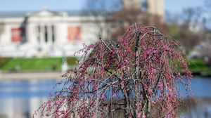 Preview wallpaper tree, flowers, pond