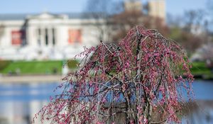 Preview wallpaper tree, flowers, pond