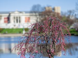 Preview wallpaper tree, flowers, pond