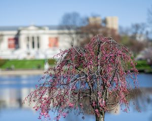 Preview wallpaper tree, flowers, pond