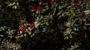 Preview wallpaper tree, flowers, red, plant, garden