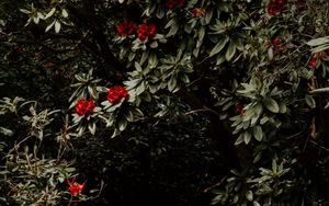 Preview wallpaper tree, flowers, red, plant, garden