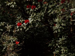 Preview wallpaper tree, flowers, red, plant, garden