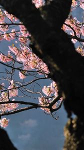 Preview wallpaper tree, flowers, shade, branch