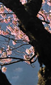 Preview wallpaper tree, flowers, shade, branch