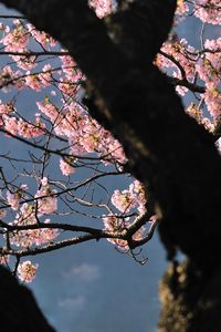 Preview wallpaper tree, flowers, shade, branch