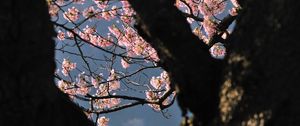 Preview wallpaper tree, flowers, shade, branch