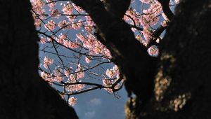 Preview wallpaper tree, flowers, shade, branch