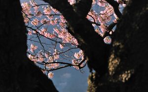 Preview wallpaper tree, flowers, shade, branch