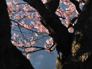 Preview wallpaper tree, flowers, shade, branch