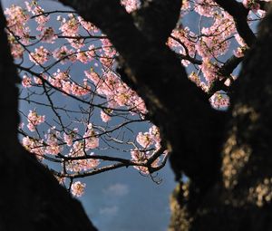 Preview wallpaper tree, flowers, shade, branch