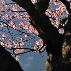 Preview wallpaper tree, flowers, shade, branch