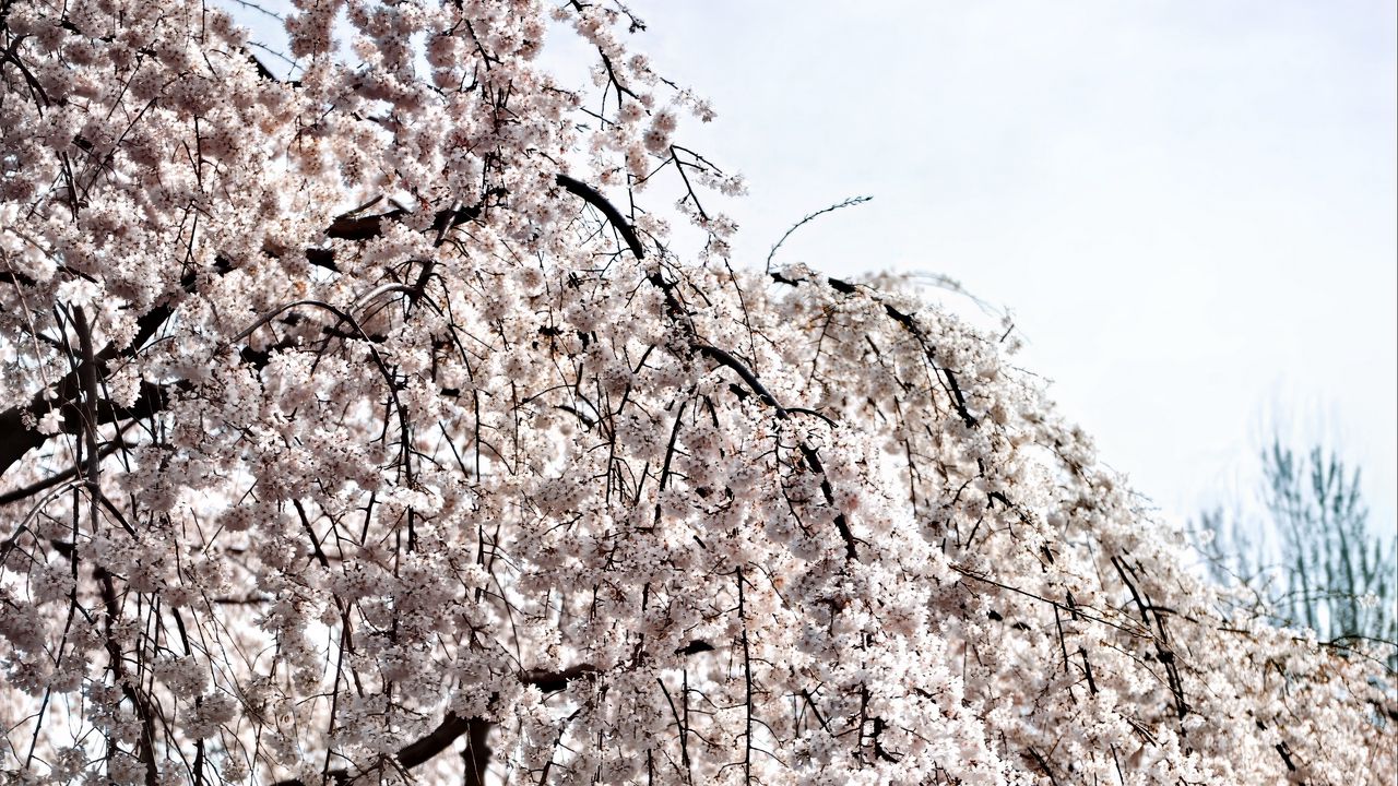 Wallpaper tree, flowers, spring, bloom