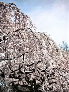 Preview wallpaper tree, flowers, spring, bloom