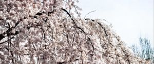 Preview wallpaper tree, flowers, spring, bloom