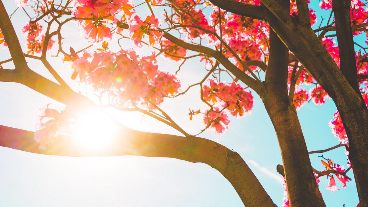 Wallpaper tree, flowers, sun, sunlight, branches