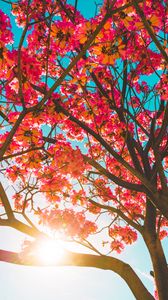 Preview wallpaper tree, flowers, sun, sunlight, branches