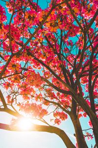Preview wallpaper tree, flowers, sun, sunlight, branches