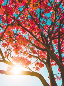 Preview wallpaper tree, flowers, sun, sunlight, branches