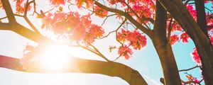 Preview wallpaper tree, flowers, sun, sunlight, branches