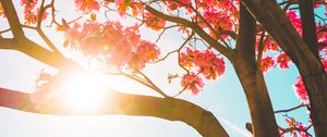Preview wallpaper tree, flowers, sun, sunlight, branches