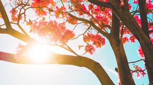 Preview wallpaper tree, flowers, sun, sunlight, branches