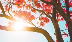 Preview wallpaper tree, flowers, sun, sunlight, branches