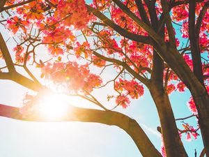 Preview wallpaper tree, flowers, sun, sunlight, branches