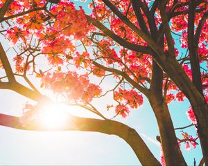 Preview wallpaper tree, flowers, sun, sunlight, branches