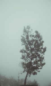 Preview wallpaper tree, fog, autumn, haze, gloomy