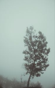 Preview wallpaper tree, fog, autumn, haze, gloomy