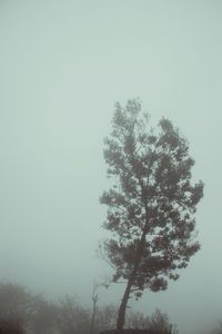 Preview wallpaper tree, fog, autumn, haze, gloomy